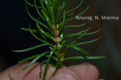 Myriophyllum tuberculatum